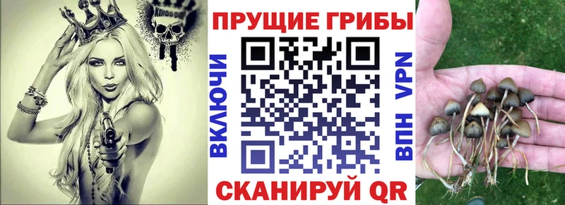 закладка  Тихорецк  Псилоцибиновые грибы Psilocybine cubensis 